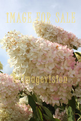 for sale giant pink-white flower cluster
