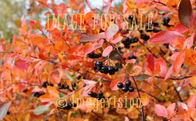 for sale aronia in autumn colours