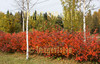 for sale autumn in bushes and birches