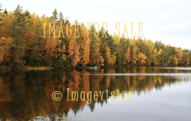 for sale autumn forest reflections on water