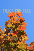 for sale maple leaves on autumn colours