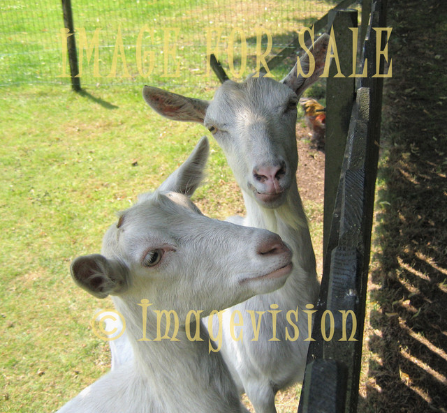 for sale curious goats
