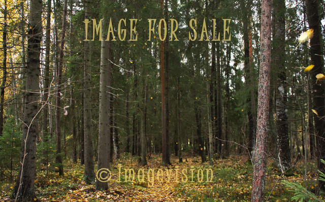for sale spruce forest in autumn