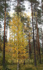 for sale tall pines and birch in autumn