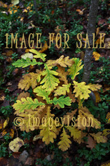 for sale oak leaves in autumn colours