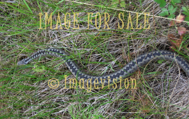 for sale venomous snake in grass