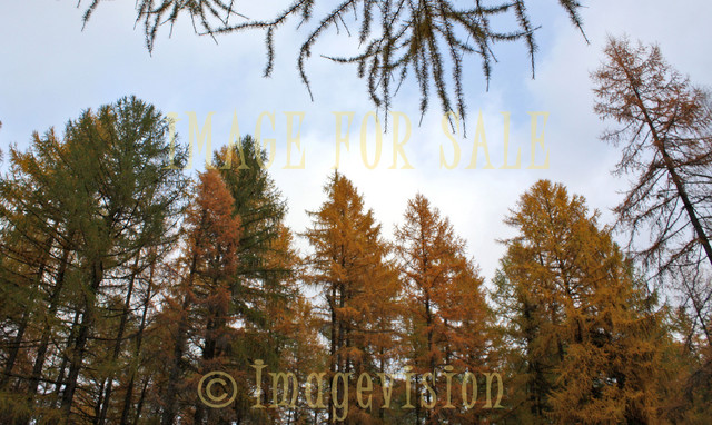 for sale larch forest in autumn colours