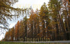for sale largest larch forest of finland