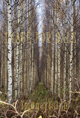 for sale alley between birch trees