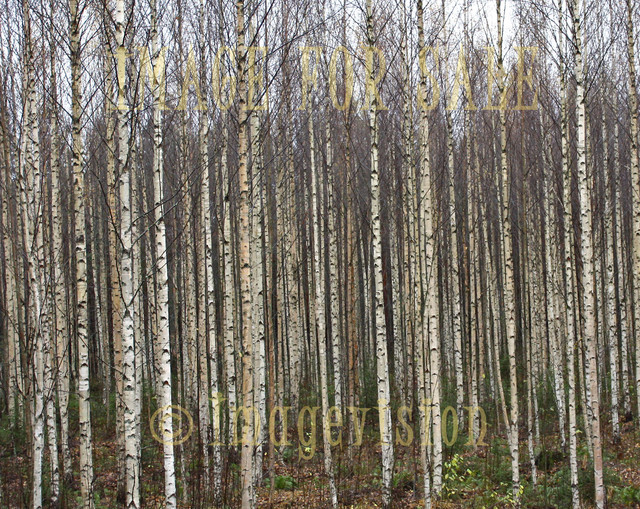 for sale black and white birch forest