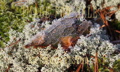 for sale glittering ice sticks and frosty lichen