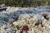 for sale frosty lichen