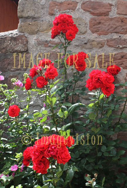 for sale red roses by the castle wall