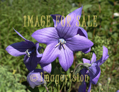 for sale beautiful blue campanula flowers