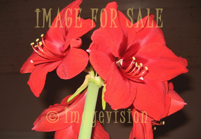 for sale screaming red amaryllis