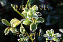 for sale frosty lingonberry leaves