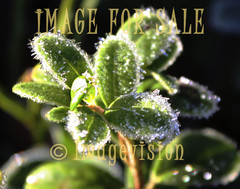 for sale frosty lingonberry leaves_zoomed