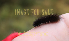 for sale black hairy worm crawling on hand