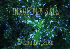 for sale wild mistletoe with raindrops