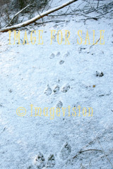 for sale brown hare tracks on snow