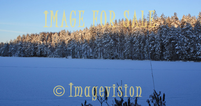 for sale white tree tops and frozen lake landscape
