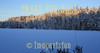 for sale white tree tops and frozen lake landscape