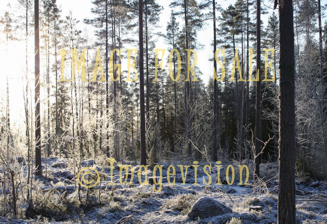 for sale winter frost and pine trees