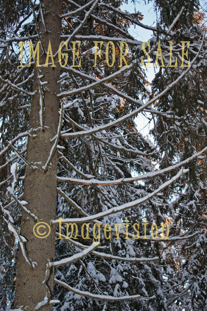 for sale spruce branches with snow