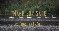 for sale swan family swimming