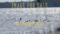 for sale flock of water birds in sunshine