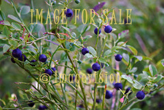 for sale blueberries