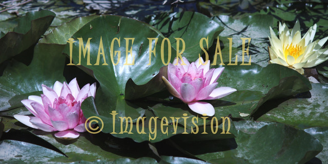 for sale water lilies red and yellow