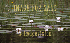 for sale water lilies white
