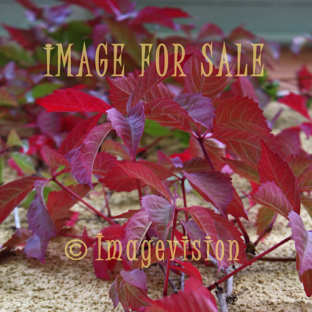 for sale autumn colours in climbing bine