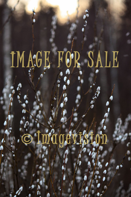 for sale willow with white cotton balls