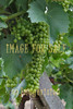 for sale wine grapes in italy