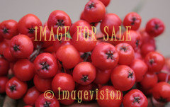 for sale rowanberries