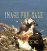 for sale osprey fish hawk on nest
