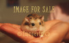 for sale cute hamster on hand