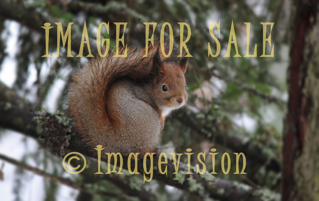 for sale squirrel looking at you