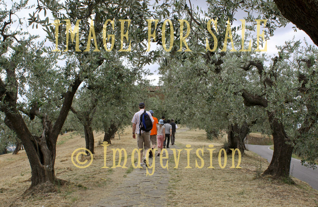 for sale olive tree path in vinci