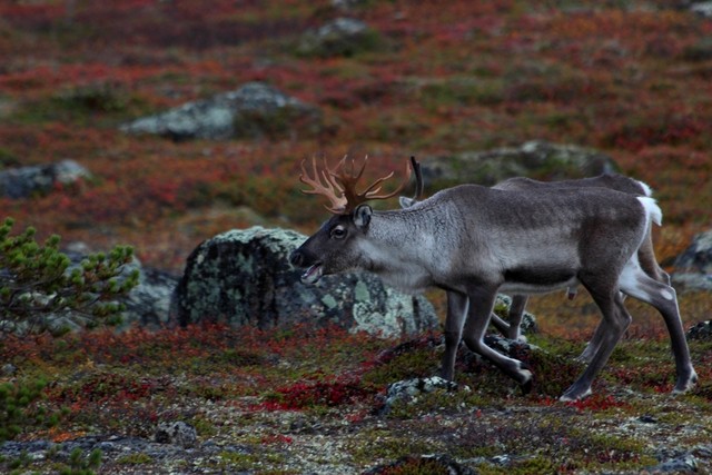Reindeer Inari Otsamo Lapland