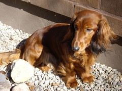20100410 Jade 3 v.