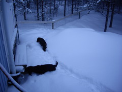3.3.2013 Lisää lunta