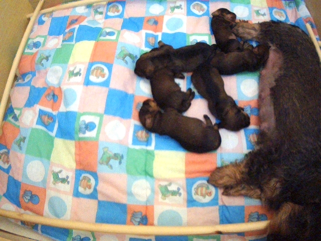 Nettikameran kuva  7.7.2007