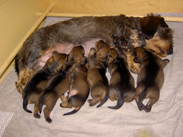 Nora ja pennut 2 14.7.2007