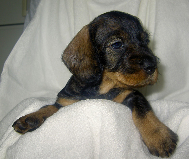 anni-ainokainen 4.8.2007