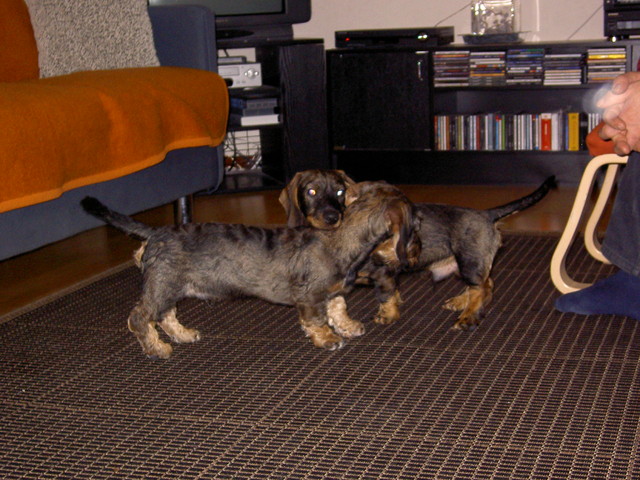 Aku ja Pyry 7.11.2007