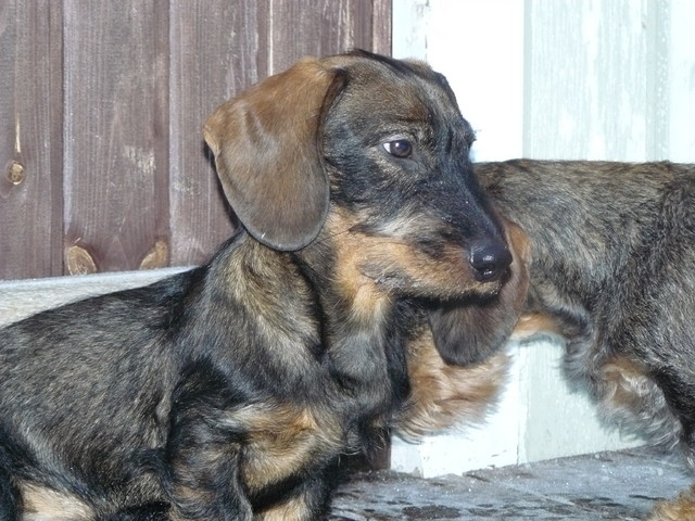 Pyry ja Mamma-Nuukkis 22.12.2007