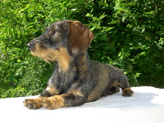 Pyry 24.7.2008